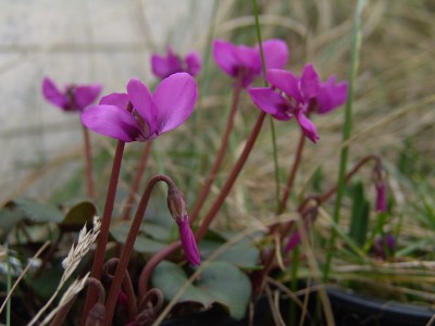 cyclamen_coum.JPG