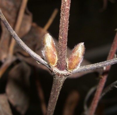 clematis.JPG