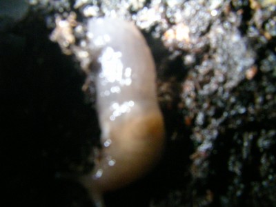 schnecke 007.JPG