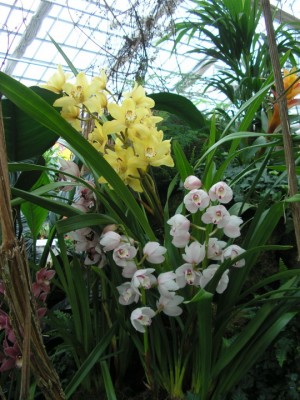 cymbidium.JPG