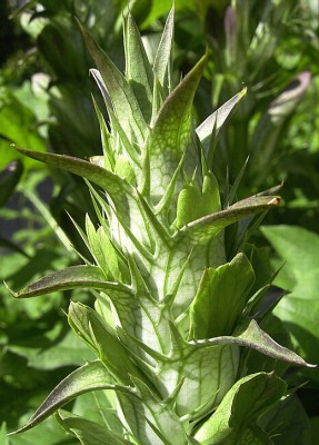 acanthus bei patre-150605 033.jpg