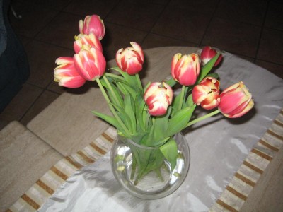 Tulpen.jpg