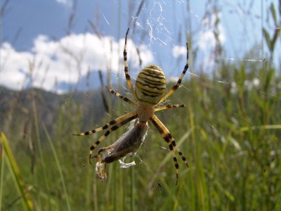 Argiope bruennichi .JPG