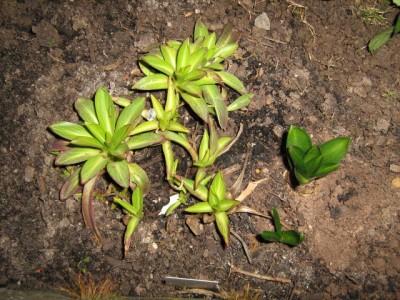 Sonnenbraut -. helenium hoopesii.JPG