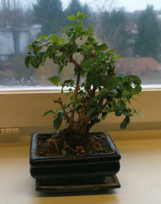 bonsai büro 19.02.2008.JPG