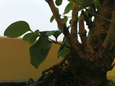 bonsai nah 1.JPG
