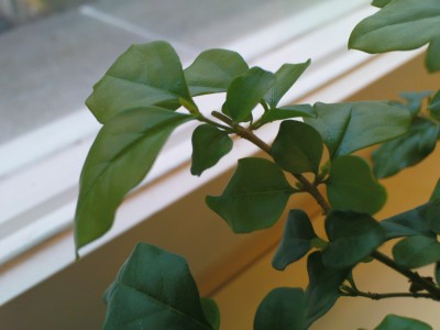 bonsai blätter 1.JPG