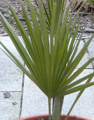 palme1.jpg