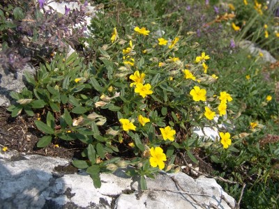 Helianthemum nummularium ssp. grandiflorum.jpg