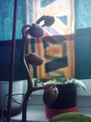 meine Orchideen (3).JPG