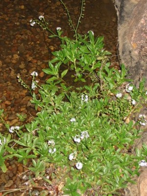 myosotis_palustris.jpg