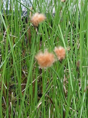 eriophorum_russelianum.jpg