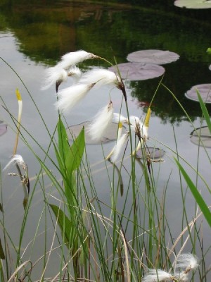 eriophorum_angustifolium.jpg