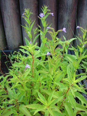 mimulus_ringens.jpg