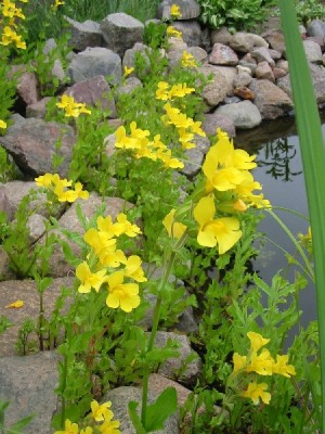 mimulus_luteus.jpg