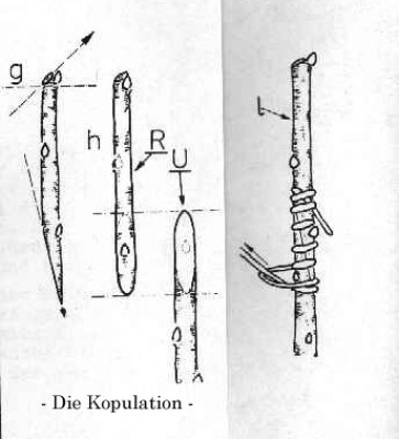 kopulation.jpg