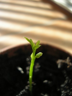 citrus trifoliata.JPG