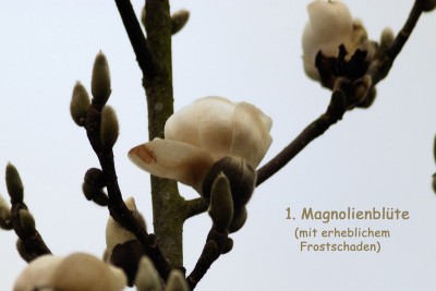 1. Magnolienblüte w.jpg