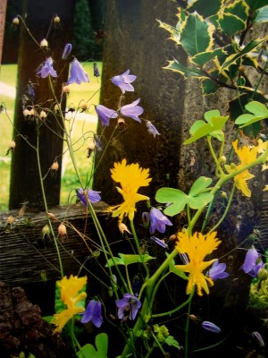 campanula rotundifolia.JPG