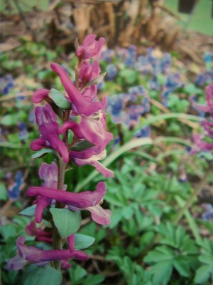 corydalis cava.JPG