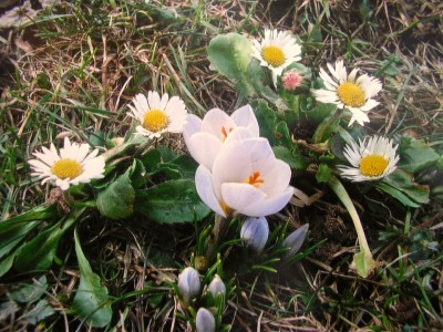 crocus.JPG