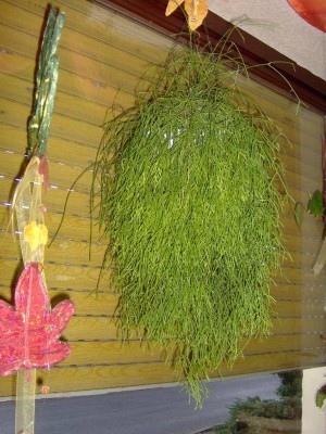 Rhipsalis,genial.jpg