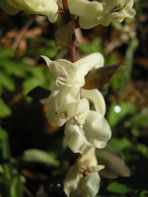 Corydalis.JPG