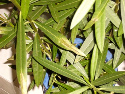 Oleander gelb 002.jpg