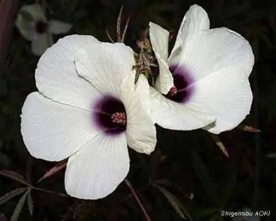 Hibiscus_cannabinus2.jpg