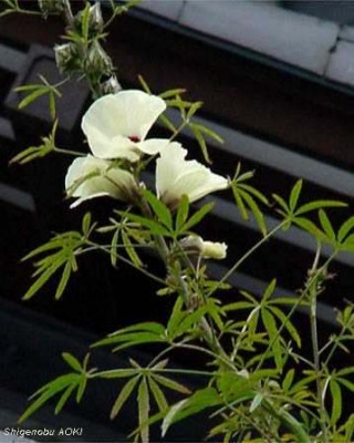 Hibiscus_cannabinus1.jpg