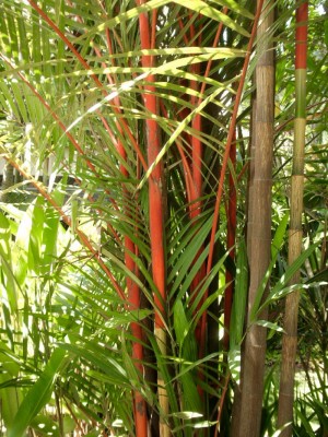 red bamboo 1.jpg