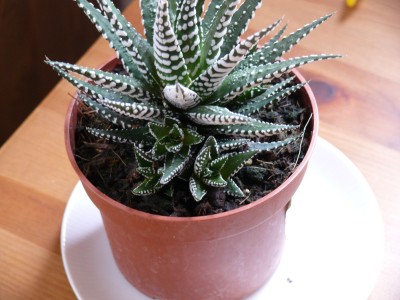 Haworthia.jpg