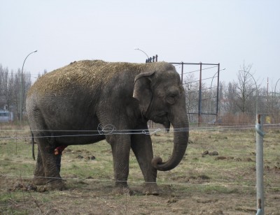 Elefant 2.JPG