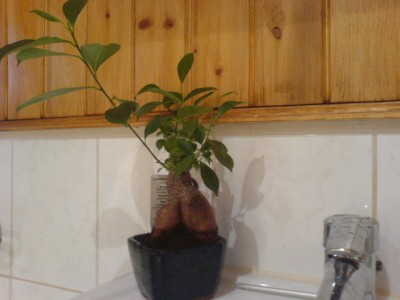 ficus Lidl.JPG