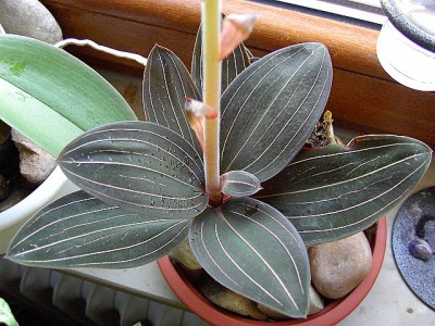 16.12.06 Orchidee - Ludisia Discolor.JPG