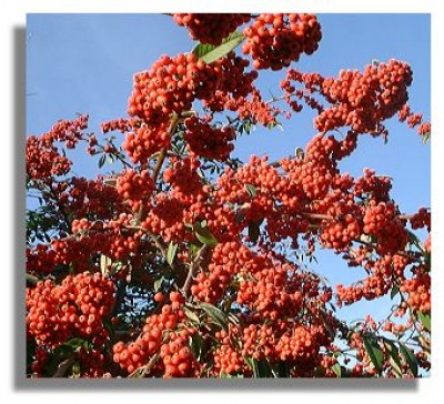 cotoneaster2463a.jpg
