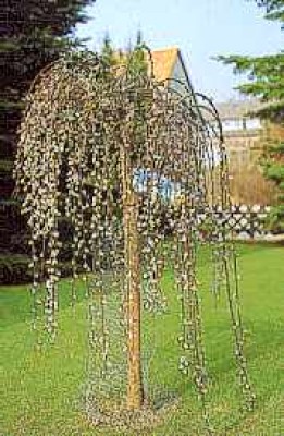 salix_caprea_pendula_1.jpg