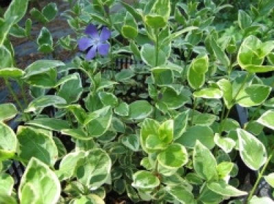 Vinca major Variegata.jpg