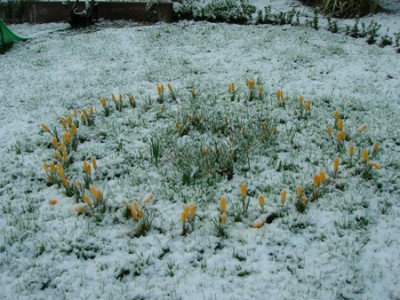 Krokusse-im-Schnee.jpg