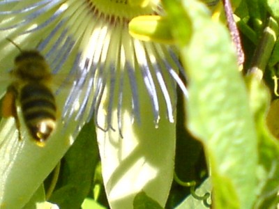 Passis und Pollenklößchensammler 035.jpg