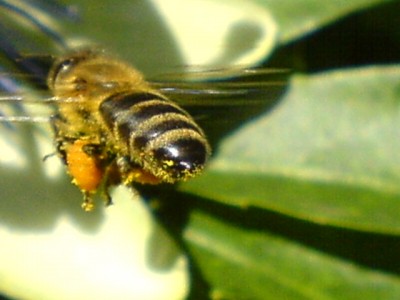 Passis und Pollenklößchensammler 044.jpg