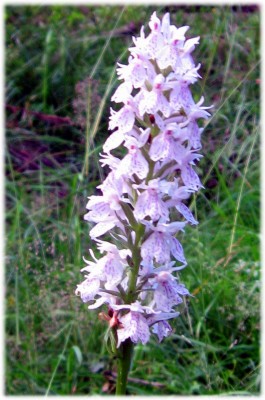 Orchidee - 2.jpg