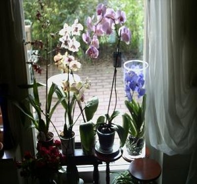orchidee1.JPG