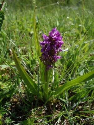 Orchis 2.gif
