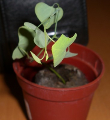 Gespensterpflanze - Aristolochia littoralis syn. elegans (2).JPG