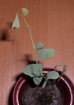 Gespensterpflanze - Aristolochia littoralis syn. elegans.JPG