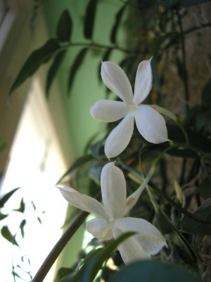 jasminumblüte.JPG