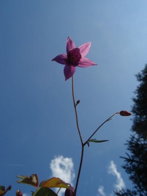 aquilegia ecalcarata 3581.jpg