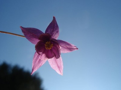 aquilegia ecalcarata 31.jpg