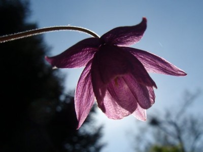 aquilegia ecalcarata1.jpg